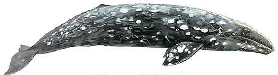 Ballena gris