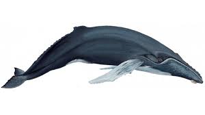 Ballena jorobada